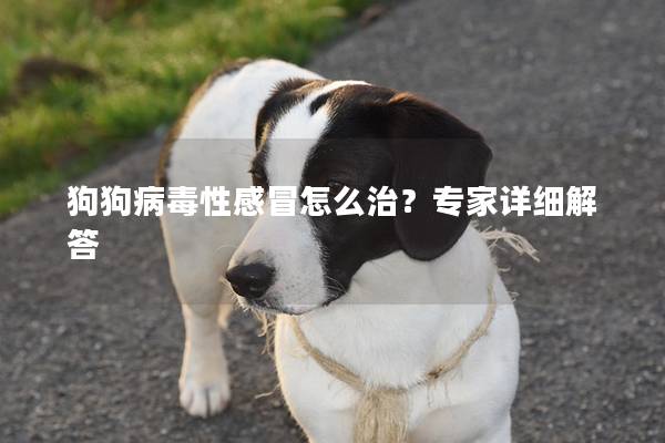 狗狗病毒性感冒怎么治？专家详细解答