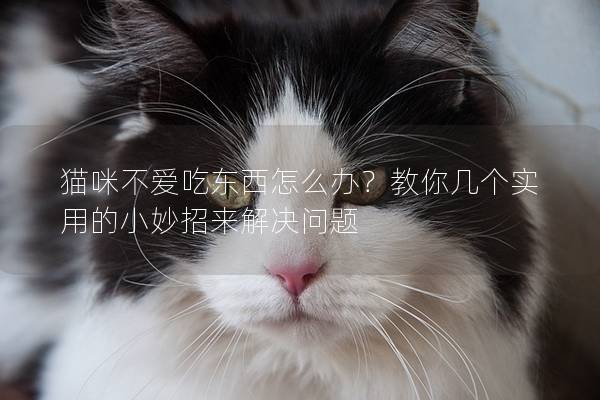 猫咪不爱吃东西怎么办？教你几个实用的小妙招来解决问题