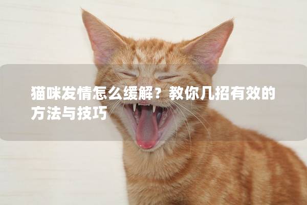 猫咪发情怎么缓解？教你几招有效的方法与技巧