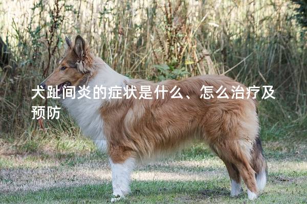 犬趾间炎的症状是什么、怎么治疗及预防