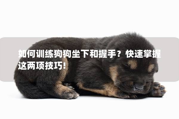 如何训练狗狗坐下和握手？快速掌握这两项技巧!