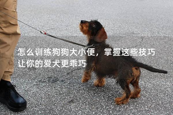 怎么训练狗狗大小便，掌握这些技巧让你的爱犬更乖巧