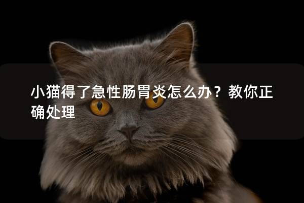 小猫得了急性肠胃炎怎么办？教你正确处理