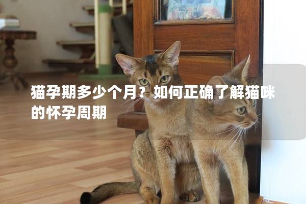 猫孕期多少个月？如何正确了解猫咪的怀孕周期