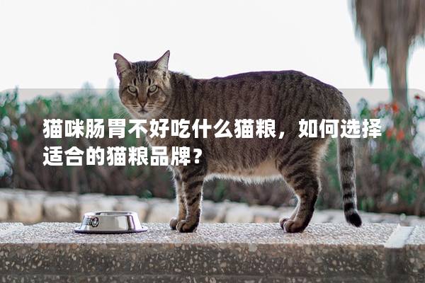 猫咪肠胃不好吃什么猫粮，如何选择适合的猫粮品牌？