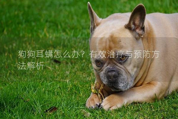 狗狗耳螨怎么办？有效治疗与预防方法解析