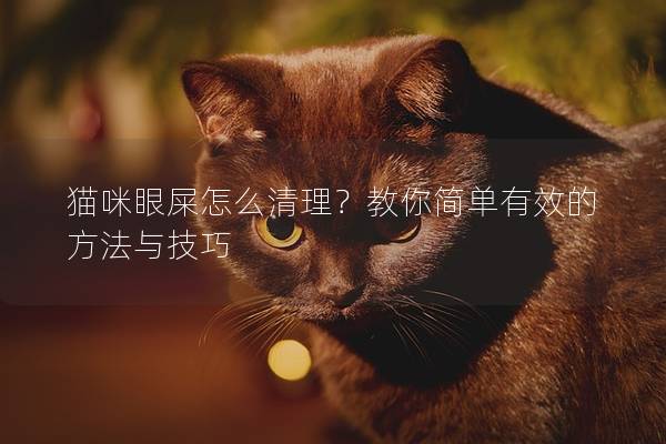 猫咪眼屎怎么清理？教你简单有效的方法与技巧