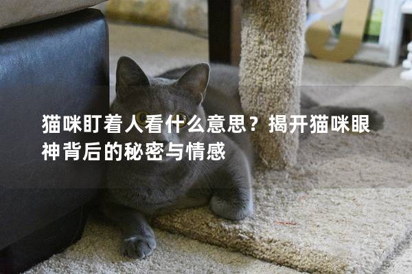 猫咪盯着人看什么意思？揭开猫咪眼神背后的秘密与情感