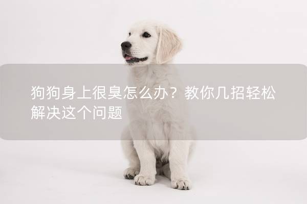 狗狗身上很臭怎么办？教你几招轻松解决这个问题