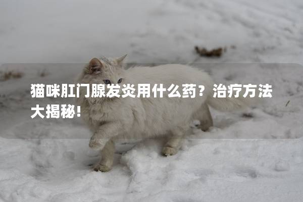 猫咪肛门腺发炎用什么药？治疗方法大揭秘!