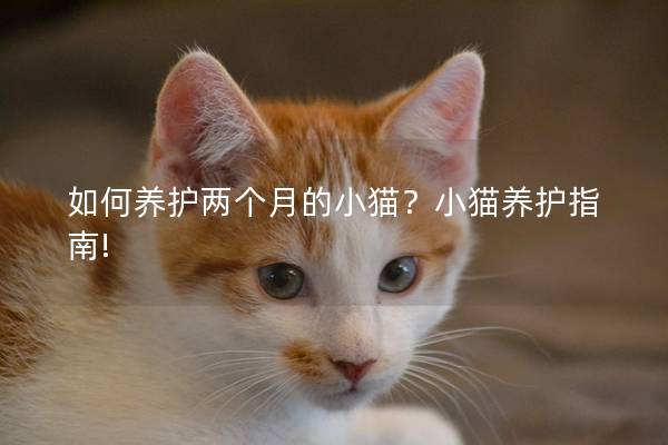 如何养护两个月的小猫？小猫养护指南!