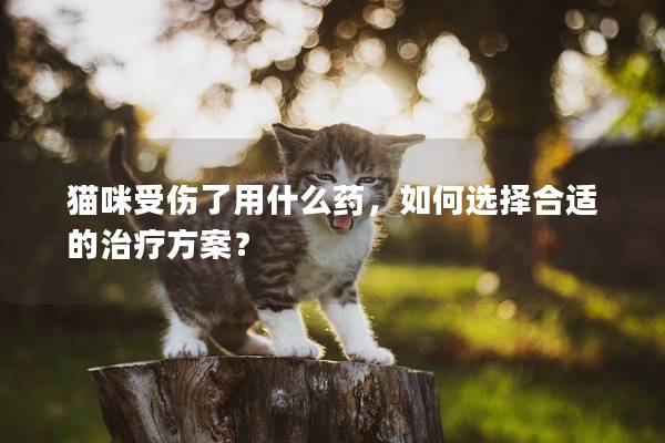 猫咪受伤了用什么药，如何选择合适的治疗方案？