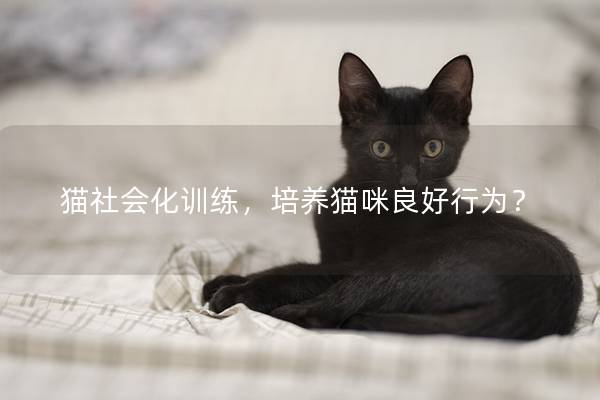 猫社会化训练，培养猫咪良好行为？