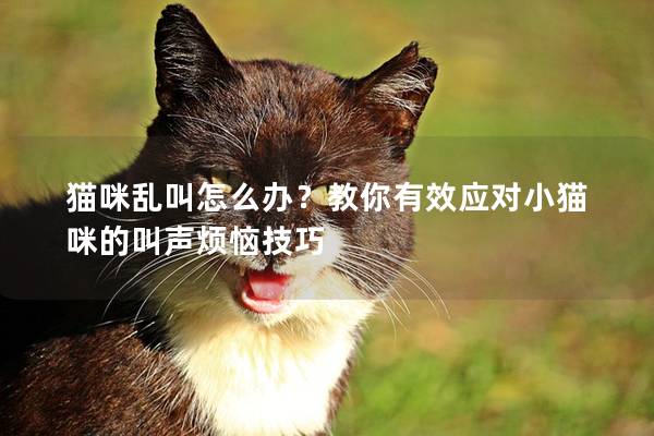 猫咪乱叫怎么办？教你有效应对小猫咪的叫声烦恼技巧