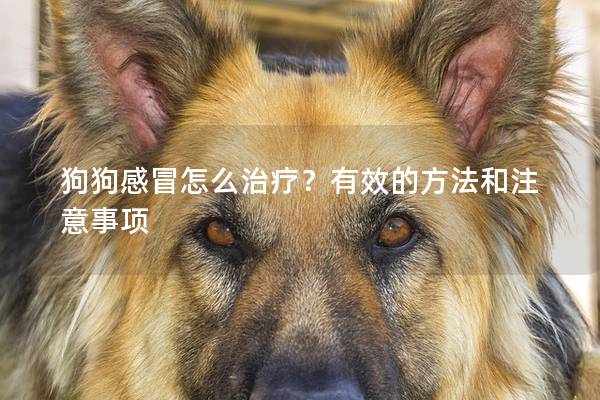 狗狗感冒怎么治疗？有效的方法和注意事项