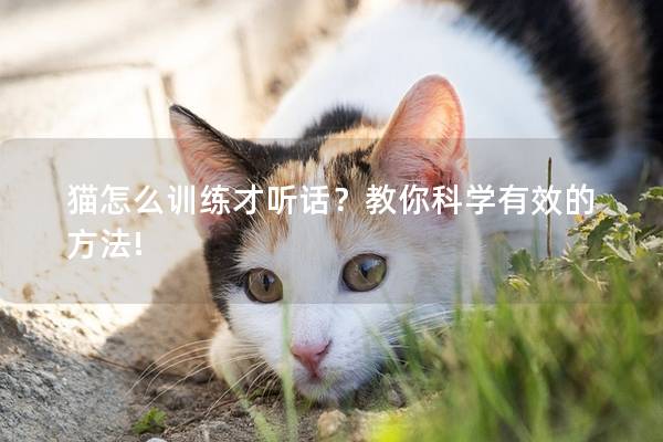 猫怎么训练才听话？教你科学有效的方法!