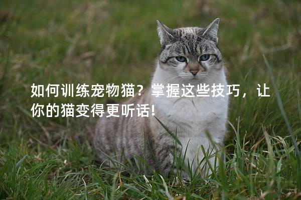 如何训练宠物猫？掌握这些技巧，让你的猫变得更听话!