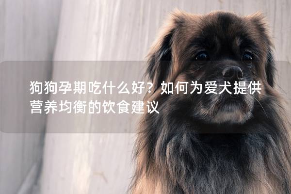 狗狗孕期吃什么好？如何为爱犬提供营养均衡的饮食建议