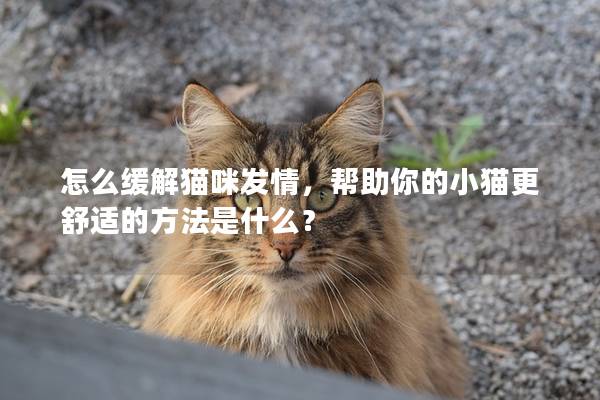 怎么缓解猫咪发情，帮助你的小猫更舒适的方法是什么？