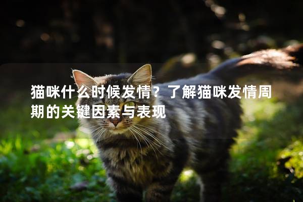 猫咪什么时候发情？了解猫咪发情周期的关键因素与表现