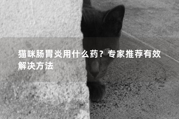 猫咪肠胃炎用什么药？专家推荐有效解决方法