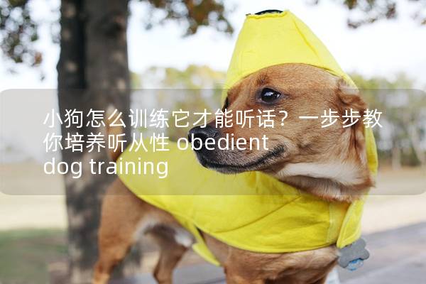 小狗怎么训练它才能听话？一步步教你培养听从性 obedient dog training