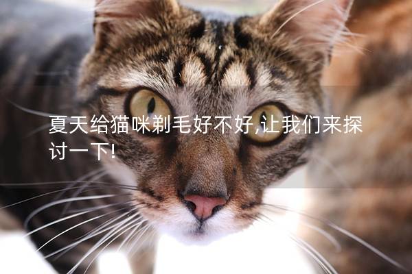 夏天给猫咪剃毛好不好,让我们来探讨一下!