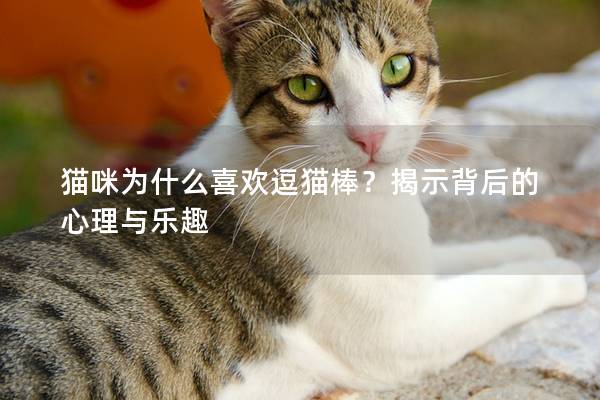 猫咪为什么喜欢逗猫棒？揭示背后的心理与乐趣