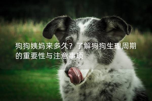 狗狗姨妈来多久？了解狗狗生理周期的重要性与注意事项