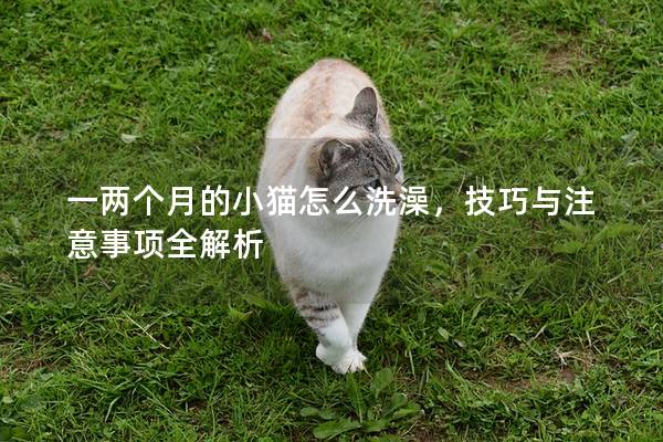 一两个月的小猫怎么洗澡，技巧与注意事项全解析