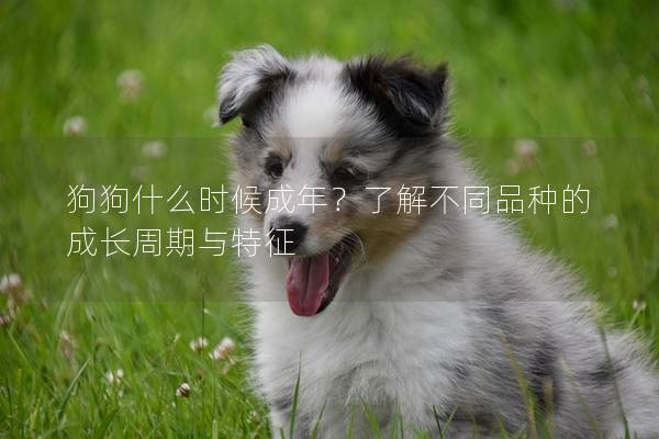 狗狗什么时候成年？了解不同品种的成长周期与特征