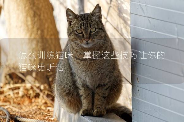 怎么训练猫咪，掌握这些技巧让你的猫咪更听话