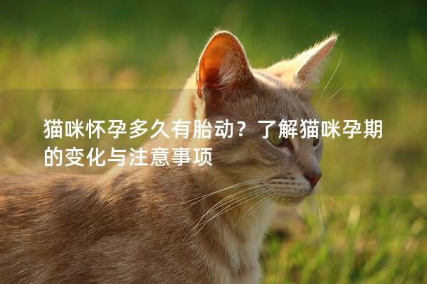 猫咪怀孕多久有胎动？了解猫咪孕期的变化与注意事项