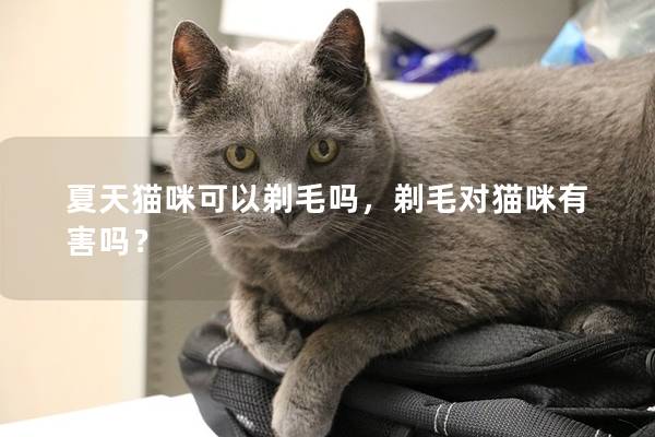 夏天猫咪可以剃毛吗，剃毛对猫咪有害吗？