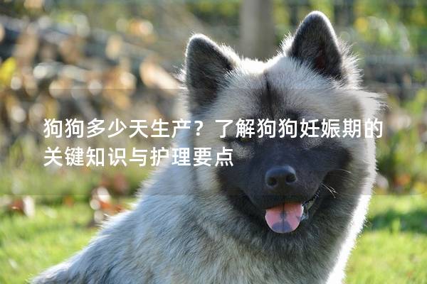 狗狗多少天生产？了解狗狗妊娠期的关键知识与护理要点