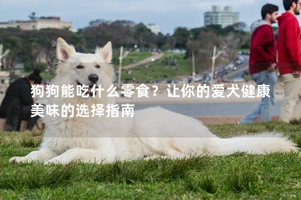 狗狗能吃什么零食？让你的爱犬健康美味的选择指南