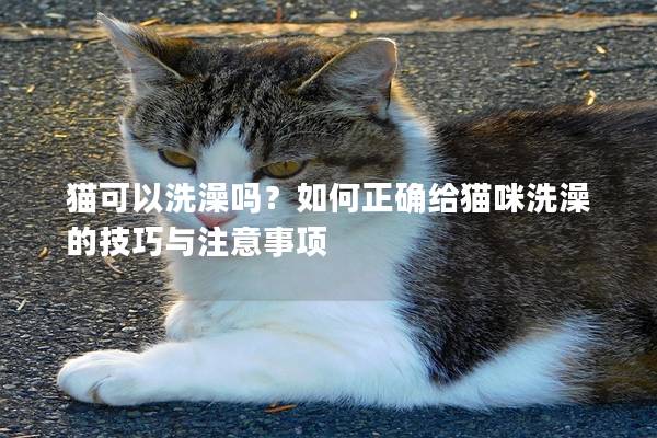 猫可以洗澡吗？如何正确给猫咪洗澡的技巧与注意事项