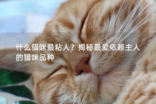 什么猫咪最粘人？揭秘最爱依赖主人的猫咪品种