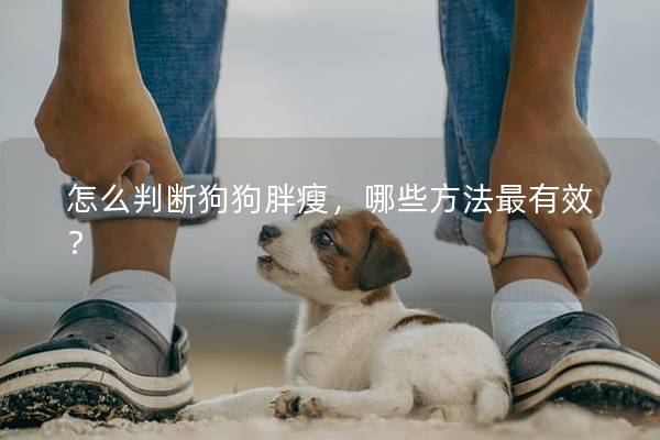 怎么判断狗狗胖瘦，哪些方法最有效？