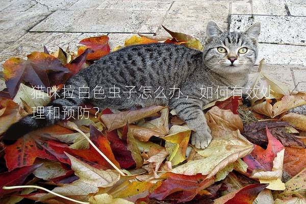 猫咪拉白色虫子怎么办，如何有效处理和预防？