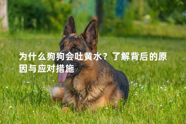 为什么狗狗会吐黄水？了解背后的原因与应对措施