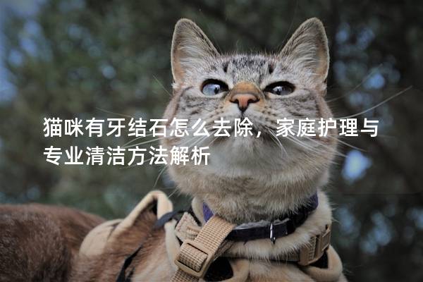 猫咪有牙结石怎么去除，家庭护理与专业清洁方法解析