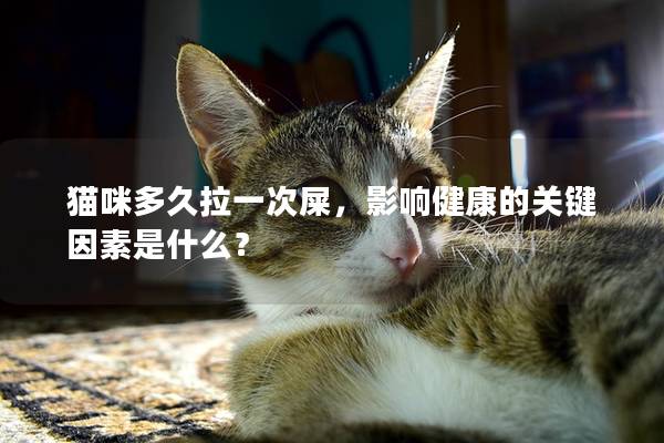 猫咪多久拉一次屎，影响健康的关键因素是什么？