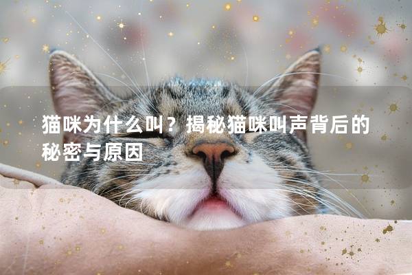 猫咪为什么叫？揭秘猫咪叫声背后的秘密与原因