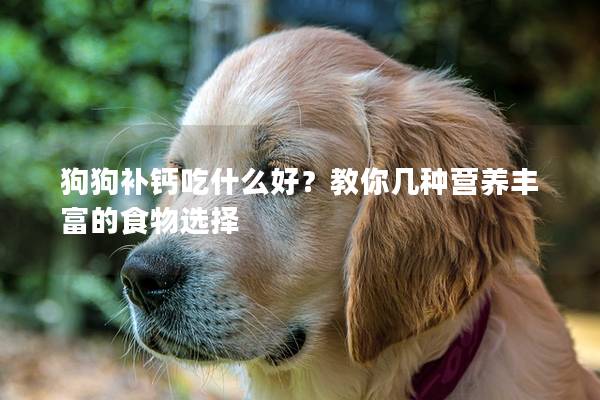 狗狗补钙吃什么好？教你几种营养丰富的食物选择