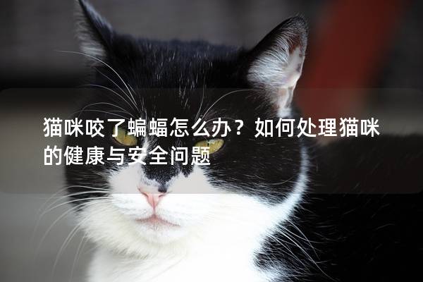 猫咪咬了蝙蝠怎么办？如何处理猫咪的健康与安全问题