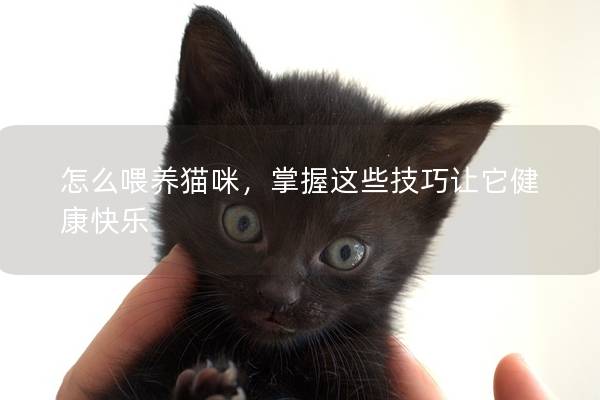 怎么喂养猫咪，掌握这些技巧让它健康快乐