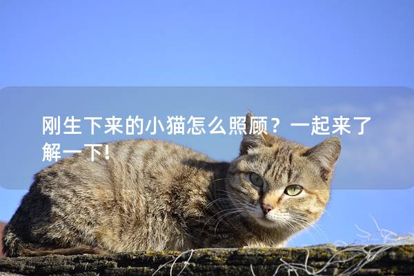 刚生下来的小猫怎么照顾？一起来了解一下!