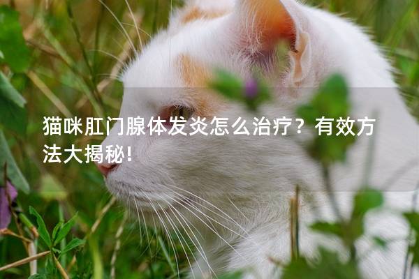 猫咪肛门腺体发炎怎么治疗？有效方法大揭秘!