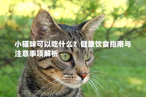 小猫咪可以吃什么？健康饮食指南与注意事项解析